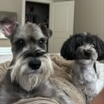 Bentley & Roy 🦴🐾 - @bentleyandroy - Instagram