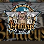 Roy Bentley - @roybentley85 - Instagram