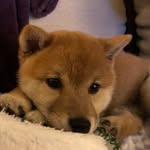 A little shiba inu named Roy - @roy_best_boy - Instagram