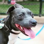 Roy (Best Boy) - @roybonesjunior - Instagram