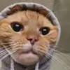 Roy Bodem - @roy.bodem8 - TikTok