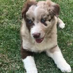 Roy - @roy_bodercollie - Instagram