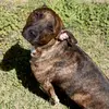 Roy Boy - @roytheboybrindle - TikTok