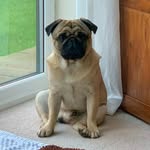 Roy Briscoe - @jimthepuggy - Instagram