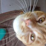 Roy Bryan - @roybryanc - Instagram