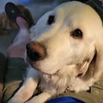 Roy Burress - @konnarockkid - Instagram
