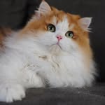 British Royalty Cattery - @britishroyaltycattery - Instagram