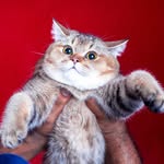 Ceylon Royal Cattery - @ceylon_royal_cattery_ - Instagram