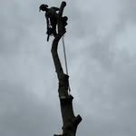 Roy Cattermole Tree Services - @roycattermoletrees - Instagram