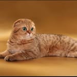 Royal Angel Cattery - @royalangelcattery - Instagram