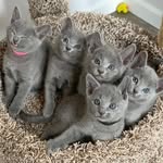 Royal Blues Cattery - @royalbluescattery - Instagram