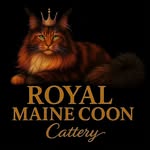 Royal Maine Coon Cattery - @royalmainecooncattery - Instagram