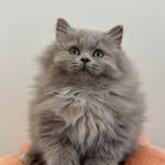 御寶貓舍 - @royalfavor.cattery - Instagram