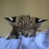 🐆🐈🐈‍⬛ - @royalstatuscatt - TikTok