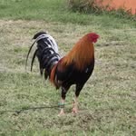 Roycella Farm - @roycellagamefowl - Instagram