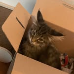 @_roy_coon - Instagram
