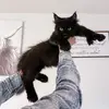 Royal_Majesty_Maine_Coons - @rmmainecoons - TikTok