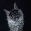 royalmidnightmainecoons - @royalmidnightmainecoons - TikTok