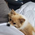 Roy H. Couch - @luckyboyfox - Instagram