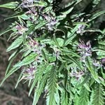 Roy Dalton - @roydalton1674 - Instagram