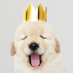 Roy Dalton - @thediligentdog - Instagram