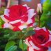 Taniya Roy - Facebook
