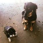 Roy Dobbins - @dobbinsroy - Instagram