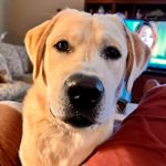 Roy Draper - @roy_draper - Instagram
