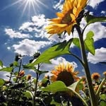 Shirley Roy Dykes - @shirleyroydykes - Instagram