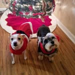Ginger N Roy Eagle - @ginger_n_royeagle - Instagram