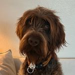 Finn & Roy - @finn_griffon_roy - Instagram
