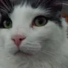 Roy fish - @roy.._thefat_cat - TikTok