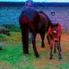 roy frey - @mariareynahuamani31 - TikTok