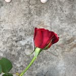 Prvtt Acc - @royhamada2 - Instagram