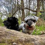 Roy Hammond - @_of_the_wood_ - Instagram