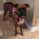 Roy Hedges - @roytheboxer - Instagram