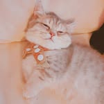 Roy Hsieh - @royhsieh_ - Instagram