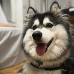 𝐑𝐎𝐘 𝐇𝐔𝐒𝐊𝐘 🐾 - @roy_huskysiberiano - Instagram