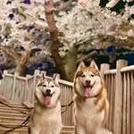 ロイ＆ウィル☺︎ - @husky.roy_will - Instagram