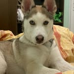 @husky__roy - Instagram