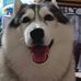 Husky Royals - Facebook