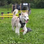 HuskyRoy - @_husky_roy - Instagram
