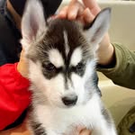 m.natsumi - @roy.husky_916 - Instagram