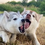 Roxy_&_Roy - @husky_roy_and_roxy - Instagram