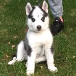 Рой - @roy.husky.nk - Instagram