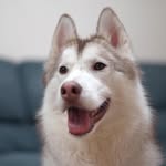 ハスキーロイ君 - @roy.husky130 - Instagram
