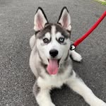 @roy_.husky - Instagram