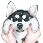 Roy🐕 "Сибирский хаски"🐺 - @husky_roy_ - Instagram