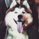 ROY 🐺 - @roy__husky - Instagram