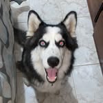 Roy 💙 - @roy_husky_siberiano - Instagram